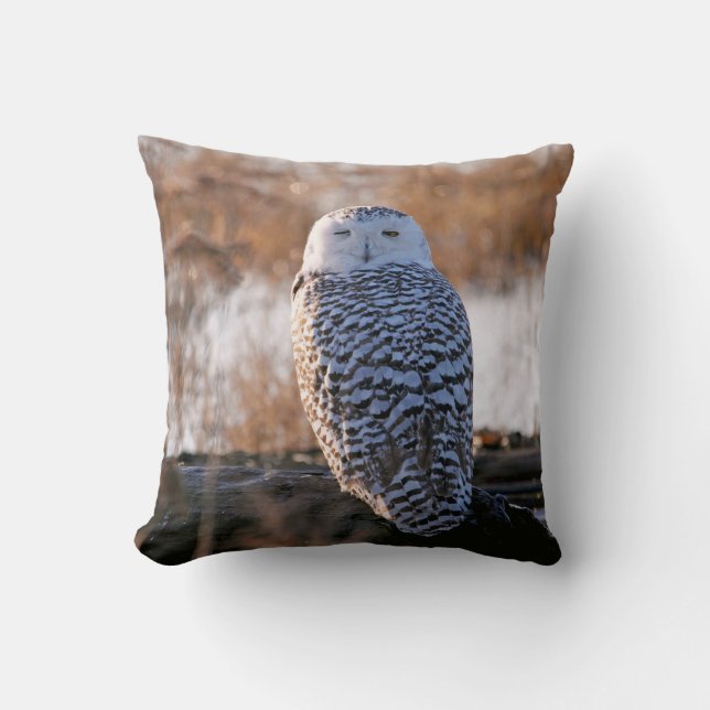 Snowy Owl Winking Kussen (Voorkant)