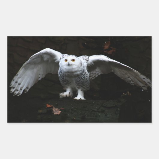 Snowy Owl with Open Wings stcn Rechthoekige Sticker (Voorkant)