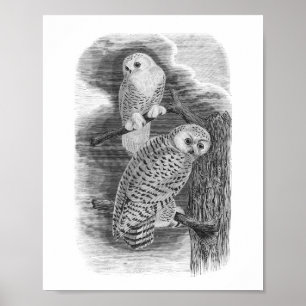 Snowy Owls Black & White  Tekening Poster