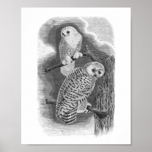 Snowy Owls Black & White Tekening Poster (Voorkant)