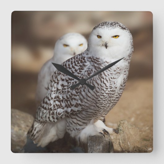 Snowy Owls Vierkante Klok (Voorkant)