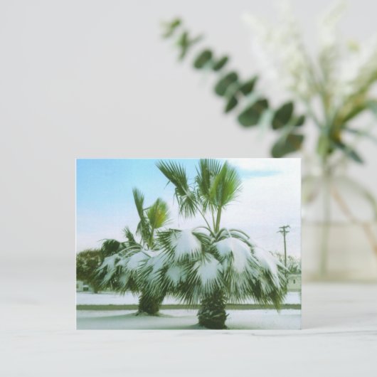 Snowy Palms in Seadrift Texas Briefkaart (Staand voorkant)