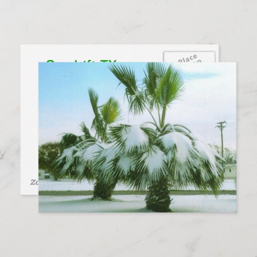 Snowy Palms in Seadrift Texas Briefkaart (Voorkant / Achterkant)