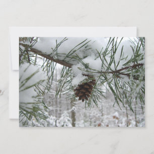 Snowy Pine Branch Winter Natuur