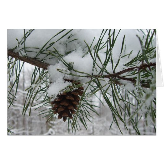Snowy Pine Branch Winter Natuur (Voorkant Horizontaal)