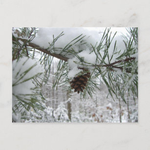Snowy Pine Branch Winter Natuur Briefkaart