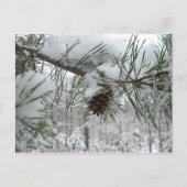 Snowy Pine Branch Winter Natuur Briefkaart (Voorkant)