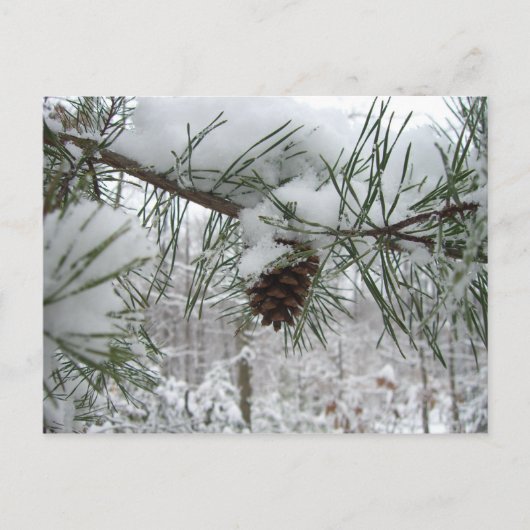 Snowy Pine Branch Winter Natuur Briefkaart (Voorkant)