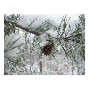 Snowy Pine Branch Winter Natuur Foto Afdruk