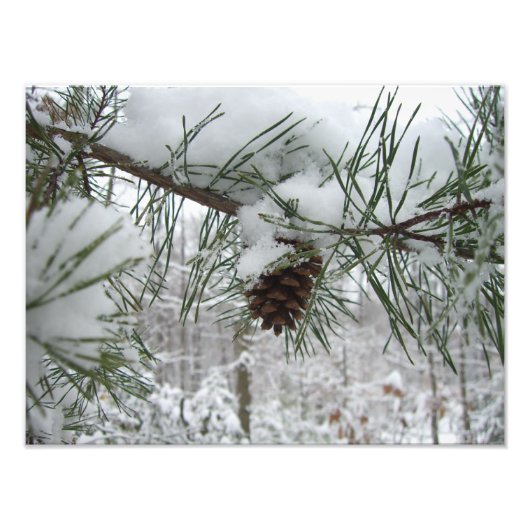 Snowy Pine Branch Winter Natuur Foto Afdruk (Voorkant)