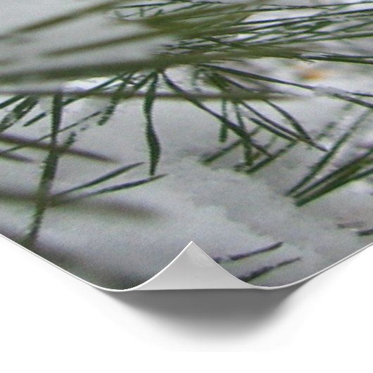 Snowy Pine Branch Winter Natuur Poster (Hoek)