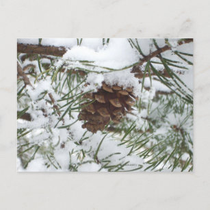 Snowy Pine Cone I Winter Natuur Foto Briefkaart