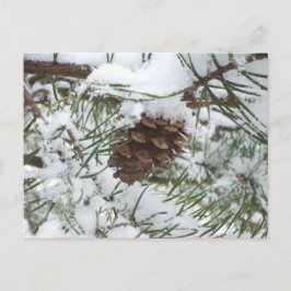 Snowy Pine Cone I Winter Natuur Foto Briefkaart