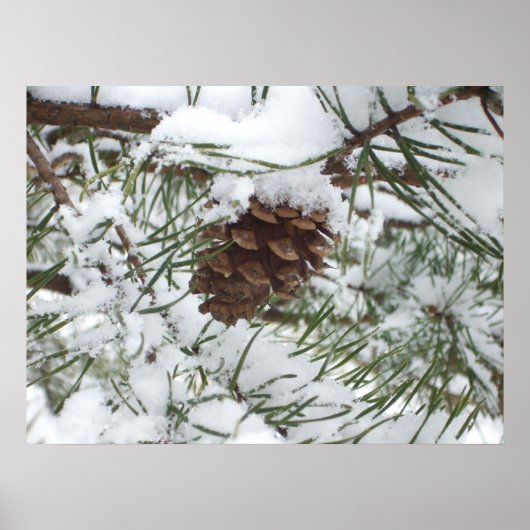 Snowy Pine Cone I Winter Natuur Foto Poster (Voorkant)