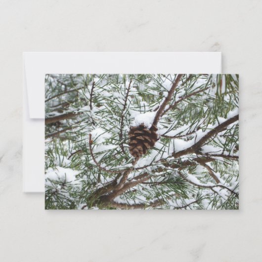 Snowy Pine Cone II Winter Natuur Fotografie (Voorkant)