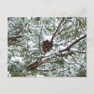 Snowy Pine Cone II Winter Natuur Fotografie Briefkaart