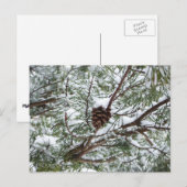 Snowy Pine Cone II Winter Natuur Fotografie Briefkaart (Voorkant / Achterkant)