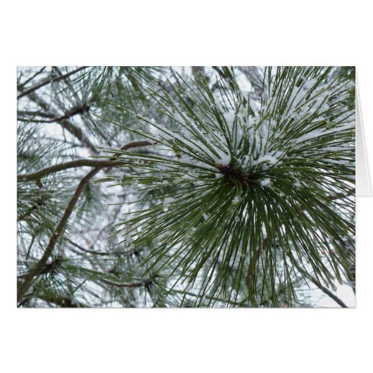 Snowy Pine Needles Winter Natuur (Voorkant Horizontaal)