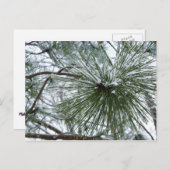 Snowy Pine Needles Winter Natuur Briefkaart (Voorkant / Achterkant)