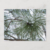 Snowy Pine Needles Winter Natuur Briefkaart (Voorkant)