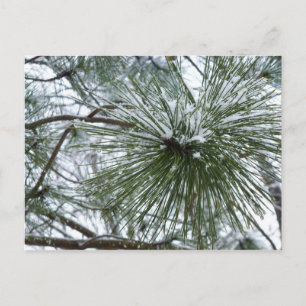 Snowy Pine Needles Winter Natuur Briefkaart