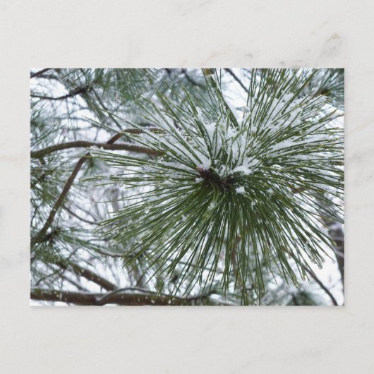 Snowy Pine Needles Winter Natuur Briefkaart (Voorkant)