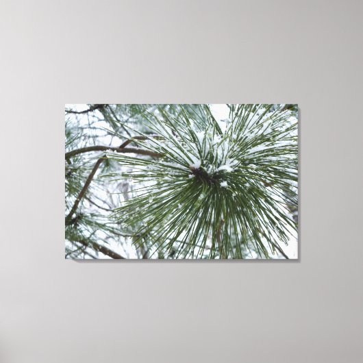 Snowy Pine Needles Winter Natuur Canvas Afdruk (Voorkant)