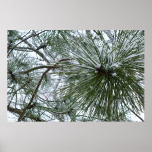 Snowy Pine Needles Winter Natuur Poster