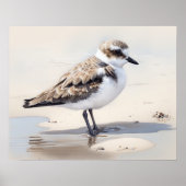Snowy Plover Bird Art Print Poster (Voorkant)