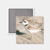 Snowy plover magneet (Voorkant / Achterkant)