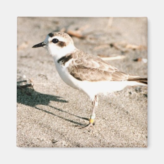 Snowy plover magneet (Voorkant)