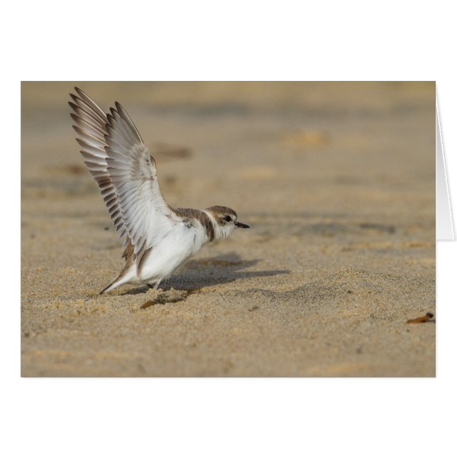Snowy Plover Stretch (Voorkant Horizontaal)