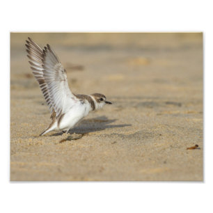 Snowy Plover Stretch Foto Afdruk