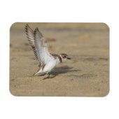 Snowy Plover Stretch Magneet (Horizontaal)