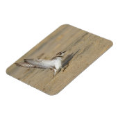 Snowy Plover Stretch Magneet (Linkerzijde)