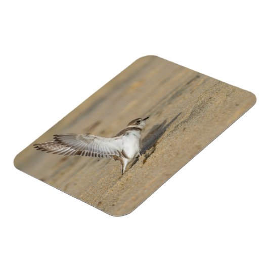 Snowy Plover Stretch Magneet (Linkerzijde)