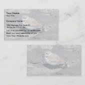 Snowy plover visitekaartje (Voorkant / Achterkant)