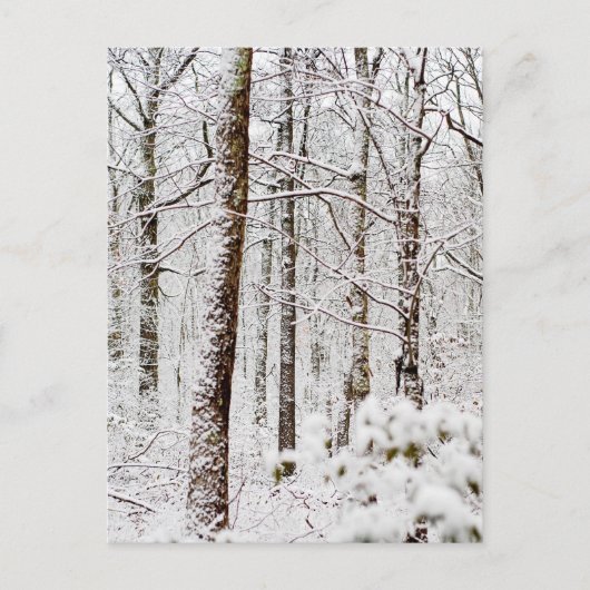 Snowy Pocono Woodlands Briefkaart (Voorkant)