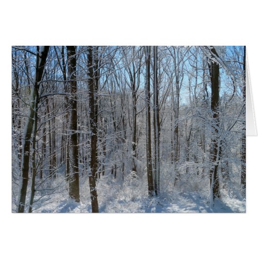 Snowy Poplar Forest I (Voorkant Horizontaal)