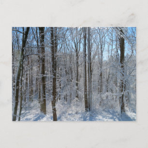 Snowy Poplar Forest I Briefkaart