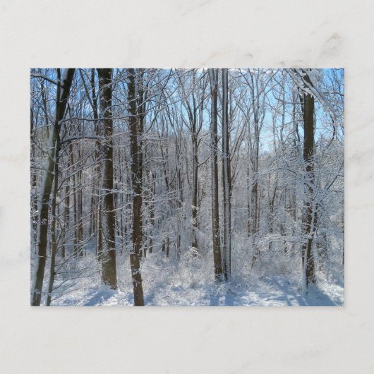 Snowy Poplar Forest I Briefkaart (Voorkant)