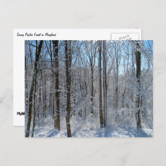 Snowy Poplar Forest I Briefkaart (Voorkant / Achterkant)