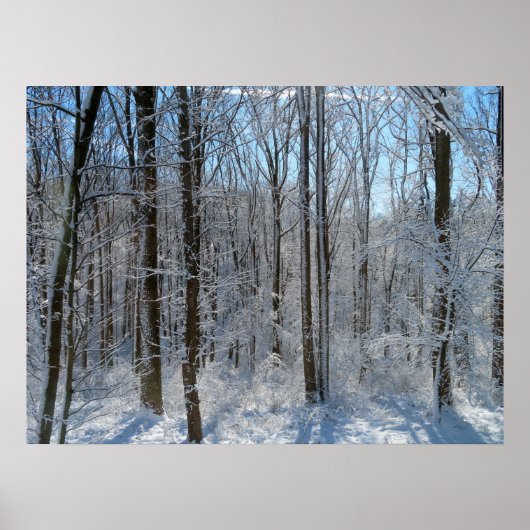 Snowy Poplar Forest I Poster (Voorkant)