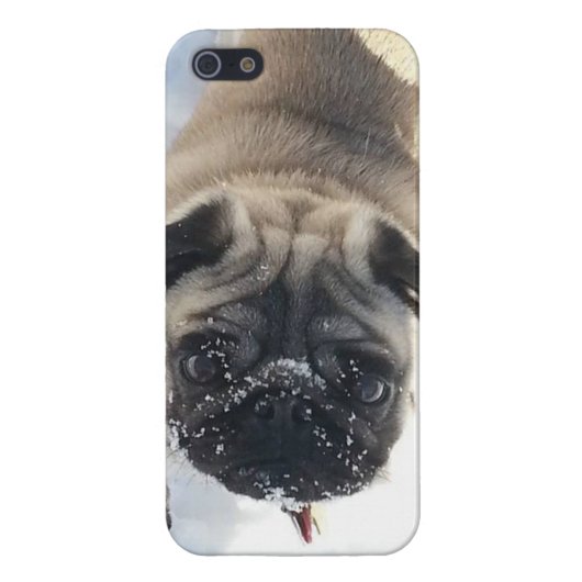 Snowy Pug iPhone 5/5s glanzend hoesje iPhone 5 Hoesje (Achterkant)