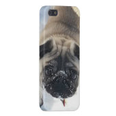 Snowy Pug iPhone 5/5s glanzend hoesje iPhone Hoesje (Achterkant Rechts)