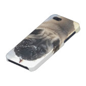 Snowy Pug iPhone 5/5s glanzend hoesje iPhone Hoesje (Onderkant)