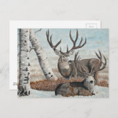 Snowy ridge bucks briefkaart (Voorkant / Achterkant)