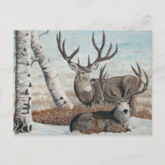 Snowy ridge bucks briefkaart