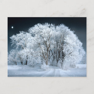 Snowy Road door Frosted Trees Briefkaart