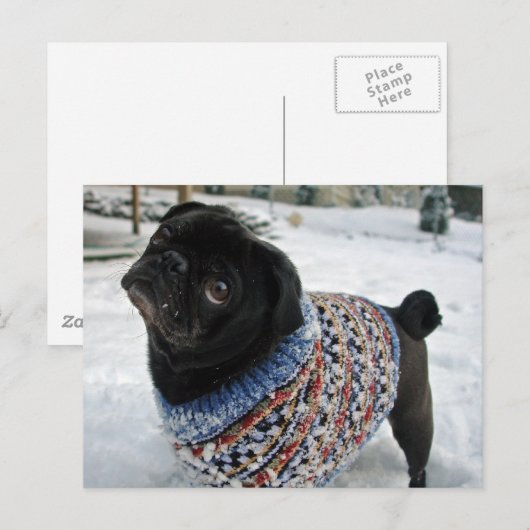 Snowy Sweater Pug Briefkaart (Voorkant / Achterkant)